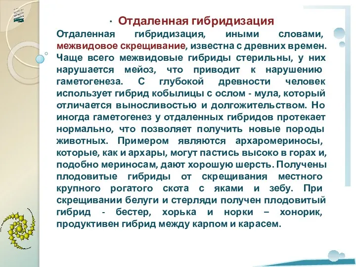 . · Отдаленная гибридизация Отдаленная гибридизация, иными словами, межвидовое скрещивание, известна