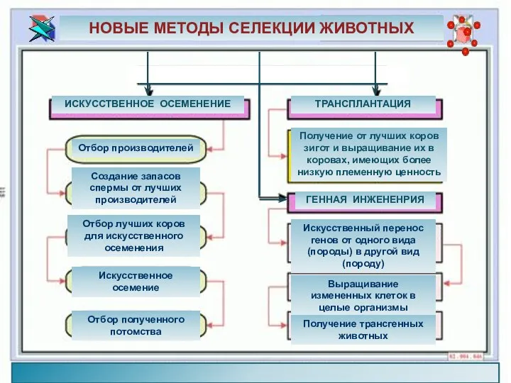 . НОВЫЕ МЕТОДЫ СЕЛЕКЦИИ ЖИВОТНЫХ ИСКУССТВЕННОЕ ОСЕМЕНЕНИЕ ТРАНСПЛАНТАЦИЯ ГЕННАЯ ИНЖЕНЕНРИЯ Получение