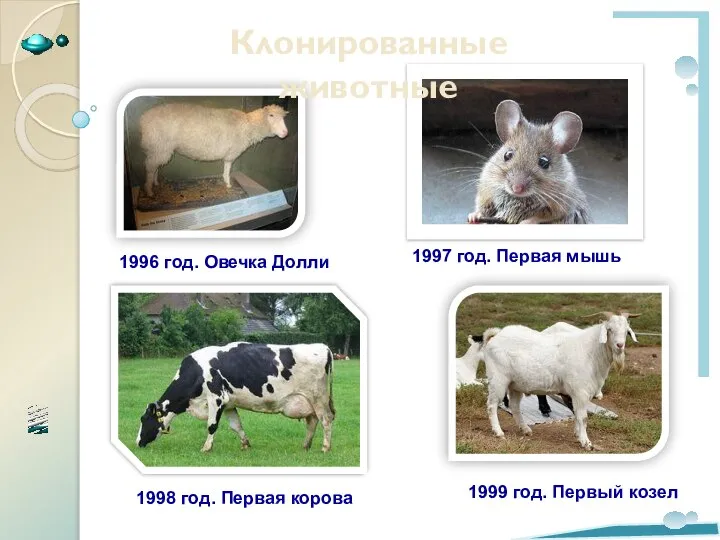 . Клонированные животные 1996 год. Овечка Долли 1998 год. Первая корова