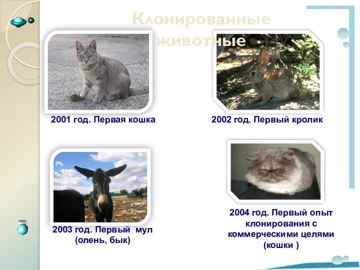 Клонированные животные 2001 год. Первая кошка 2002 год. Первый кролик 2003