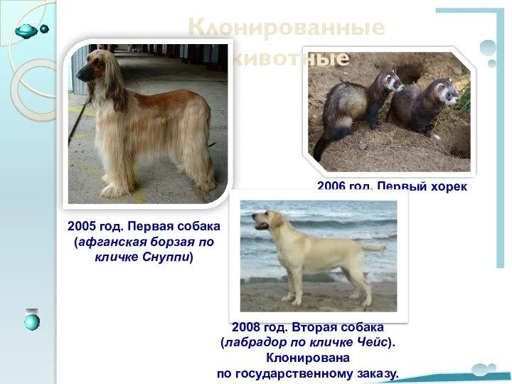 Клонированные животные 2005 год. Первая собака (афганская борзая по кличке Снуппи)