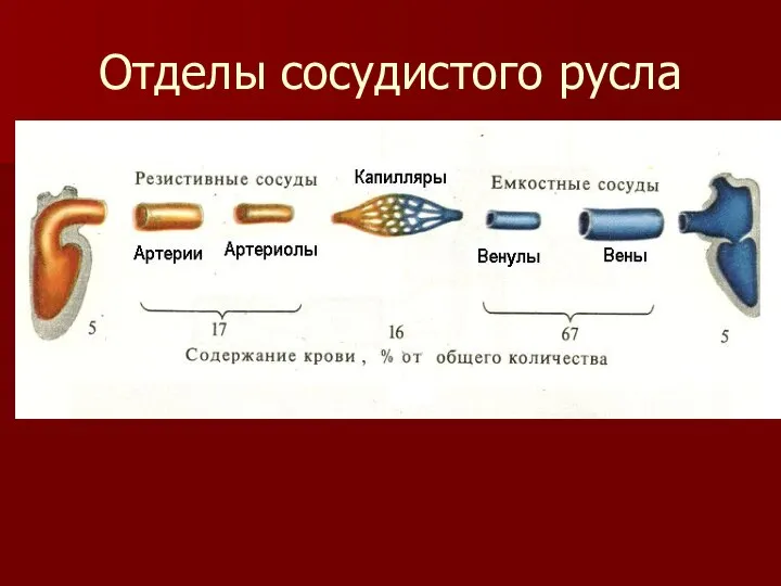 Отделы сосудистого русла