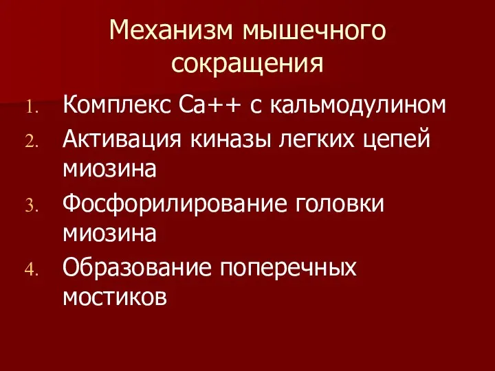 Механизм мышечного сокращения Комплекс Са++ с кальмодулином Активация киназы легких цепей