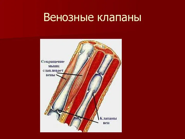 Венозные клапаны