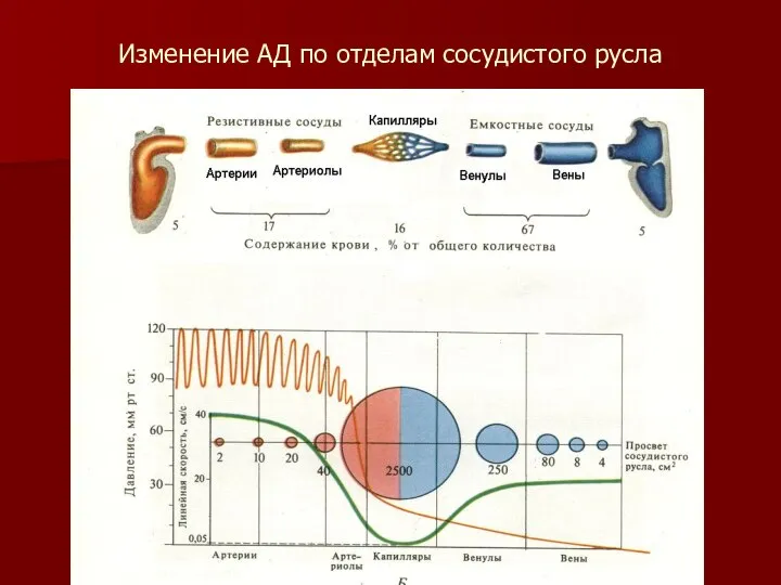 Изменение АД по отделам сосудистого русла