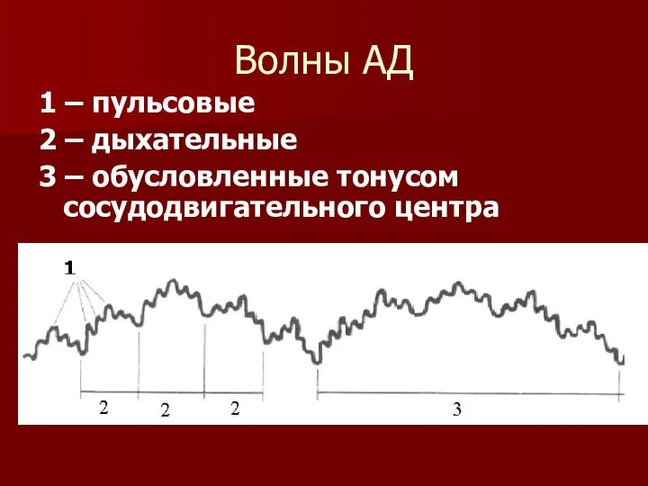 Волны АД 1 – пульсовые 2 – дыхательные 3 – обусловленные тонусом сосудодвигательного центра