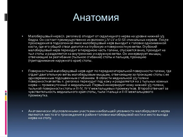 Анатомия Малоберцовый нерв (n. peroneus) отходит от седалищного нерва на уровне