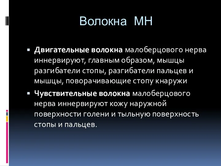 Волокна МН Двигательные волокна малоберцового нерва иннервируют, главным образом, мышцы разгибатели