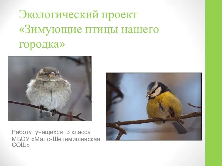 Экологический проект «Зимующие птицы нашего городка» Работу учащихся 3 класса МБОУ «Мало-Шелемишевская СОШ»
