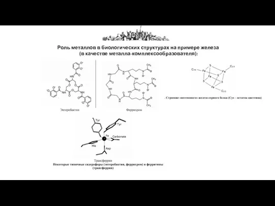 Роль металлов в биологических структурах на примере железа (в качестве металла-комплексообразователя):