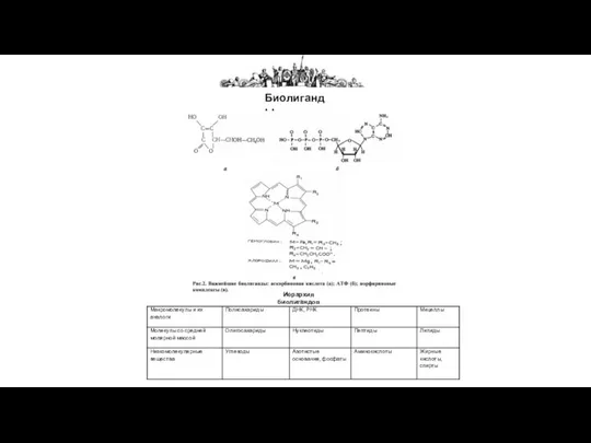 Биолиганды Иерархия биолигандов