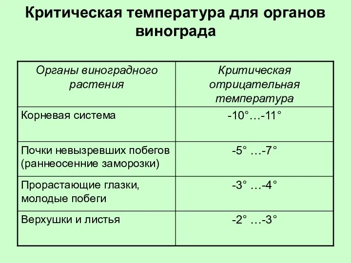 Критическая температура для органов винограда