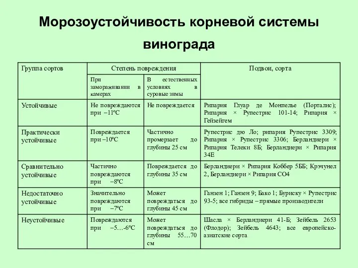 Морозоустойчивость корневой системы винограда