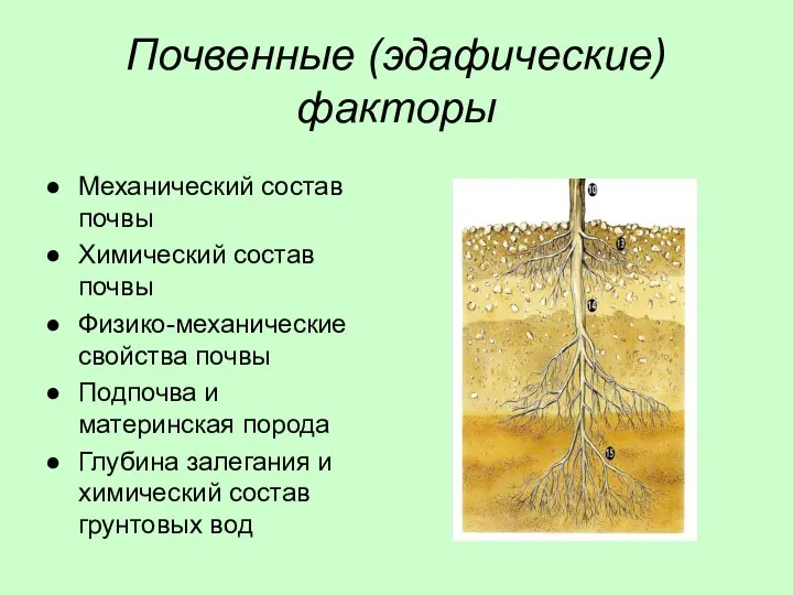 Почвенные (эдафические) факторы Механический состав почвы Химический состав почвы Физико-механические свойства