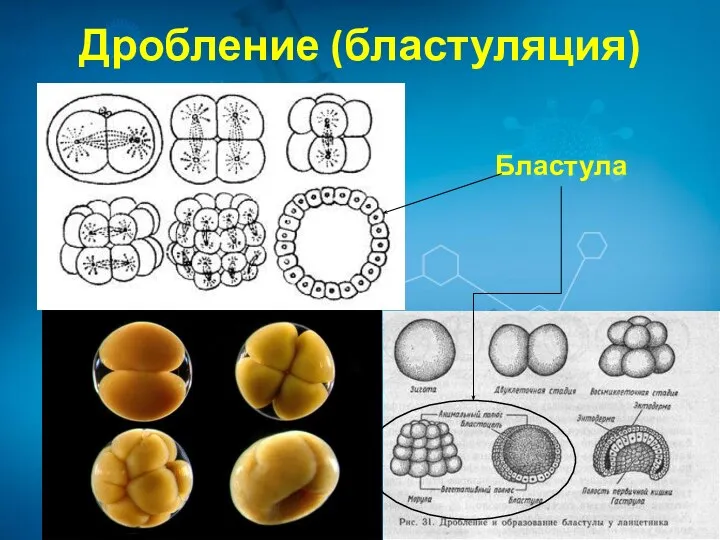 Дробление (бластуляция) Бластула