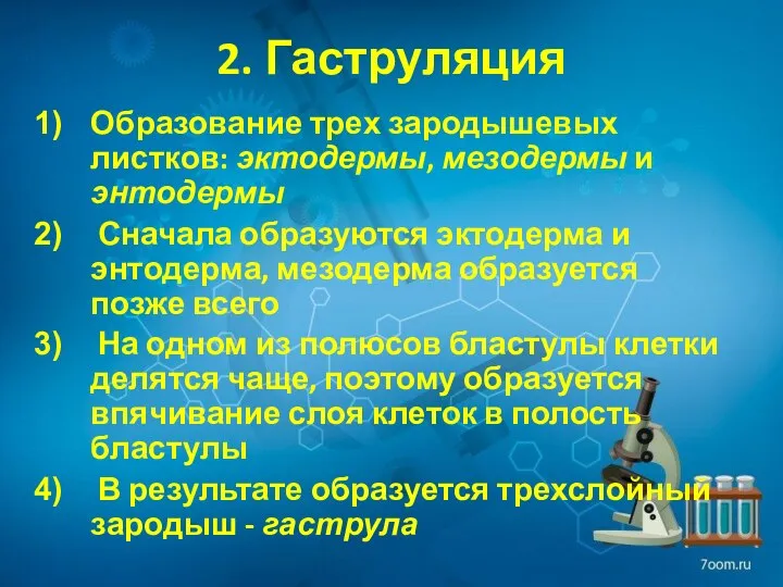 2. Гаструляция Образование трех зародышевых листков: эктодермы, мезодермы и энтодермы Сначала