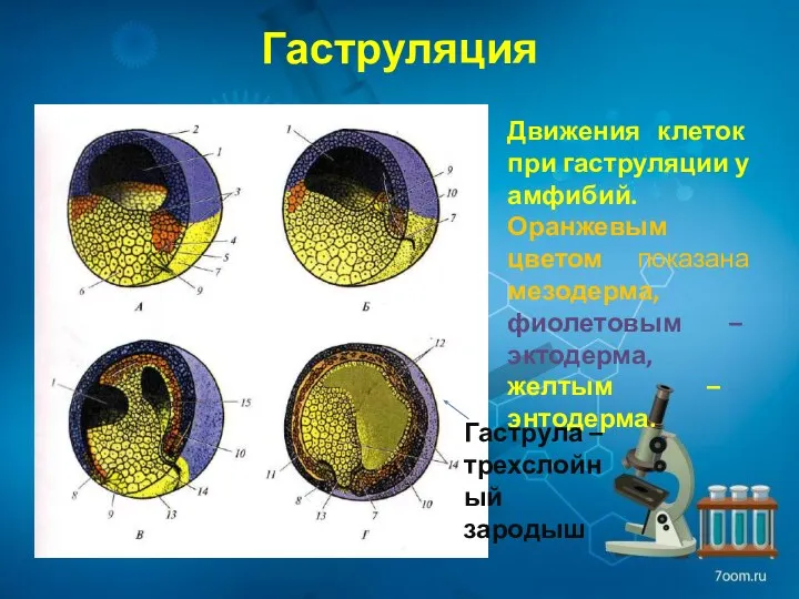 Гаструляция Движения клеток при гаструляции у амфибий. Оранжевым цветом показана мезодерма,