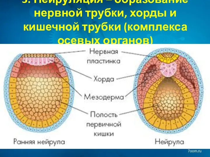 3. Нейруляция – образование нервной трубки, хорды и кишечной трубки (комплекса осевых органов)