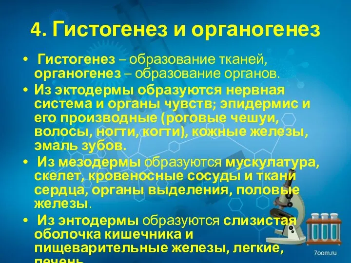 4. Гистогенез и органогенез Гистогенез – образование тканей, органогенез – образование