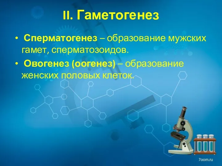 II. Гаметогенез Сперматогенез – образование мужских гамет, сперматозоидов. Овогенез (оогенез) – образование женских половых клеток.