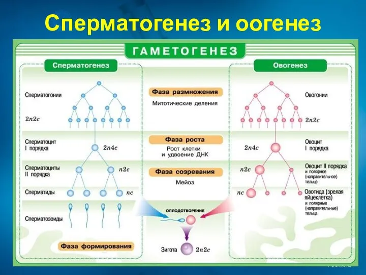 Сперматогенез и оогенез