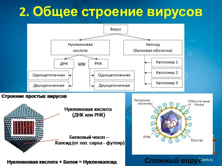 2. Общее строение вирусов Сложный вирус