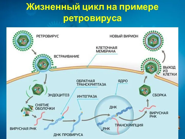 Жизненный цикл на примере ретровируса