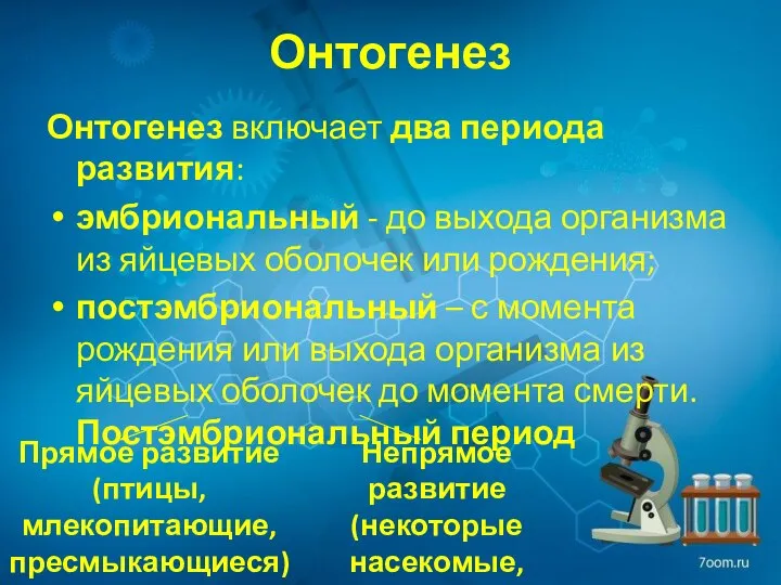 Онтогенез Онтогенез включает два периода развития: эмбриональный - до выхода организма