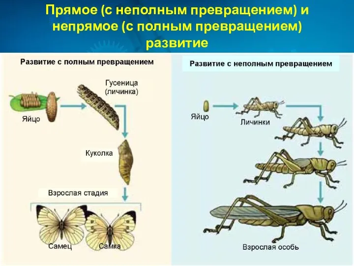 Прямое (с неполным превращением) и непрямое (с полным превращением) развитие