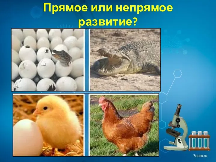 Прямое или непрямое развитие?