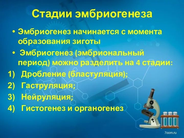 Стадии эмбриогенеза Эмбриогенез начинается с момента образования зиготы Эмбриогенез (эмбриональный период)