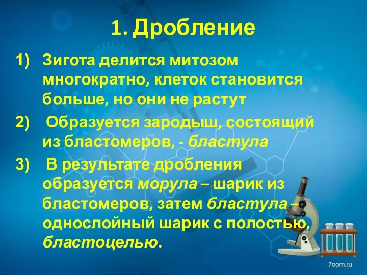 1. Дробление Зигота делится митозом многократно, клеток становится больше, но они