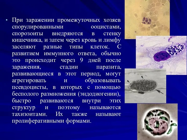 При заражении промежуточных хозяев спорулированными ооцистами, спорозоиты внедряются в стенку кишечника,