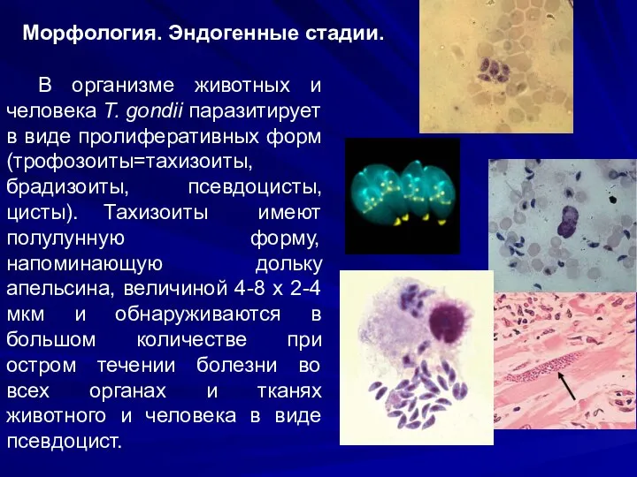 Морфология. Эндогенные стадии. В организме животных и человека Т. gondii паразитирует