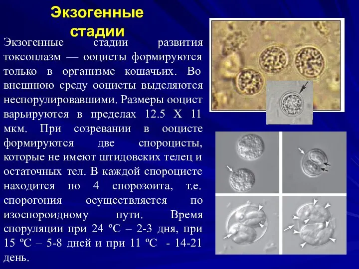 Экзогенные стадии Экзогенные стадии развития токсоплазм — ооцисты формируются только в