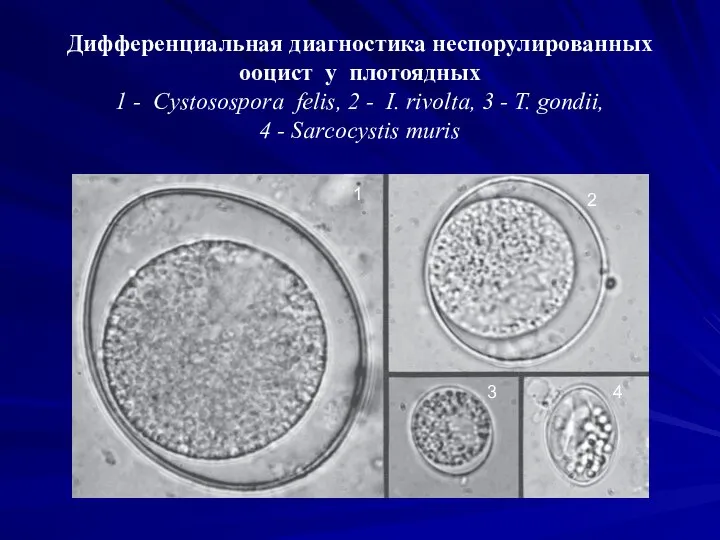 Дифференциальная диагностика неспорулированных ооцист у плотоядных 1 - Cystosospora felis, 2