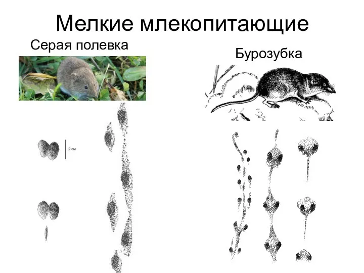 Мелкие млекопитающие Серая полевка Бурозубка