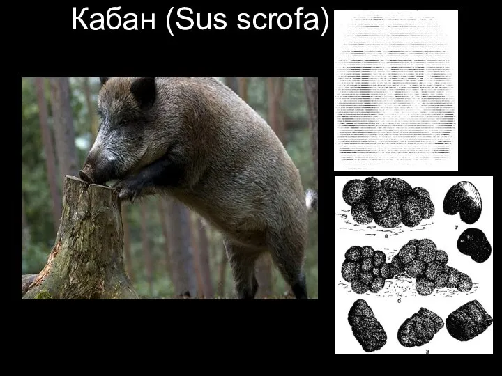 Кабан (Sus scrofa)