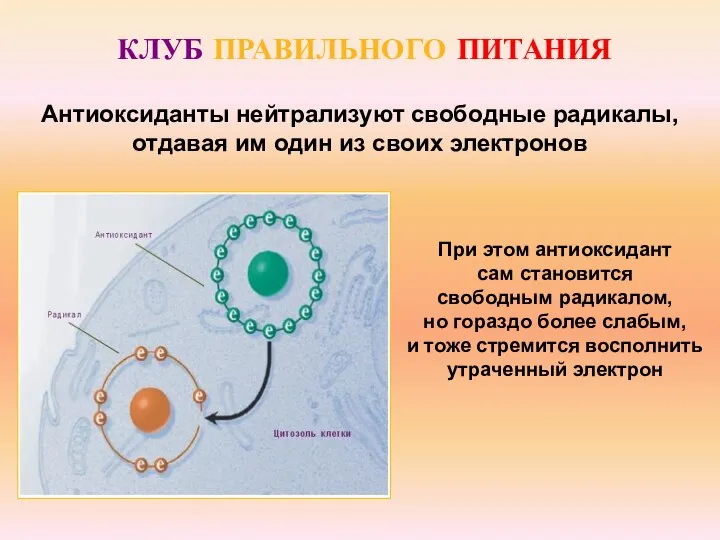 КЛУБ ПРАВИЛЬНОГО ПИТАНИЯ Антиоксиданты нейтрализуют свободные радикалы, отдавая им один из