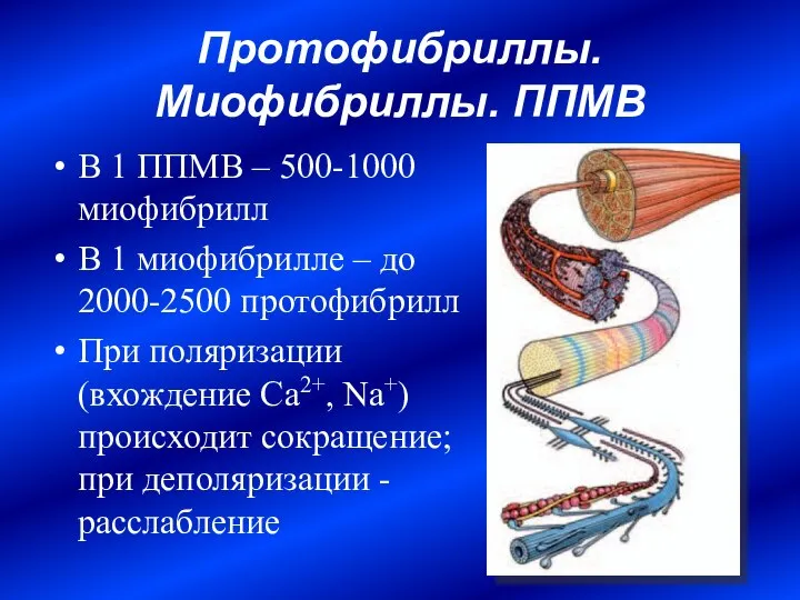 Протофибриллы. Миофибриллы. ППМВ В 1 ППМВ – 500-1000 миофибрилл В 1