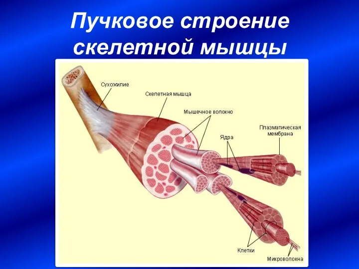 Пучковое строение скелетной мышцы