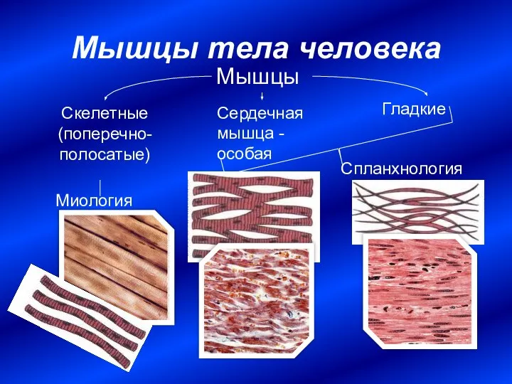 Мышцы тела человека Мышцы Скелетные (поперечно-полосатые) Гладкие Сердечная мышца - особая Миология Спланхнология