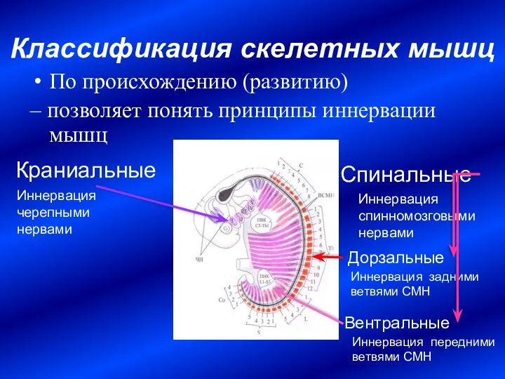 По происхождению (развитию) – позволяет понять принципы иннервации мышц Спинальные Краниальные