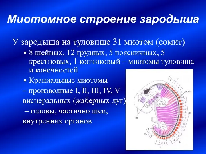 Миотомное строение зародыша У зародыша на туловище 31 миотом (сомит) 8