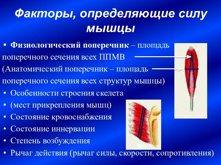 Факторы, определяющие силу мышцы Физиологический поперечник – площадь поперечного сечения всех