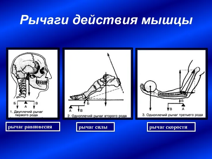 Рычаги действия мышцы рычаг равновесия рычаг силы рычаг скорости