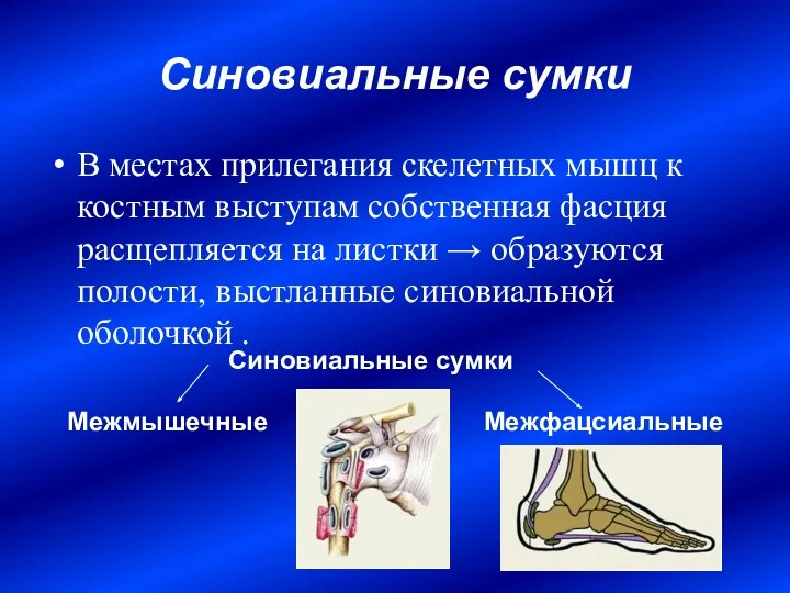 Синовиальные сумки В местах прилегания скелетных мышц к костным выступам собственная