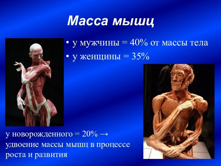 Масса мышц у мужчины = 40% от массы тела у женщины