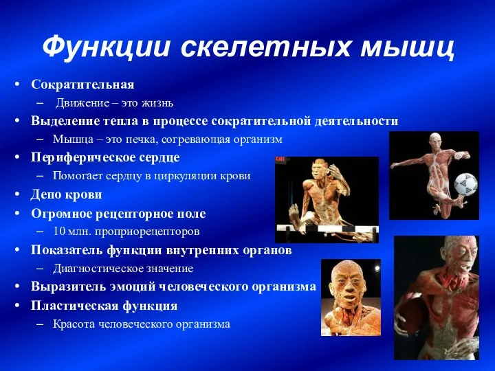 Функции скелетных мышц Сократительная Движение – это жизнь Выделение тепла в