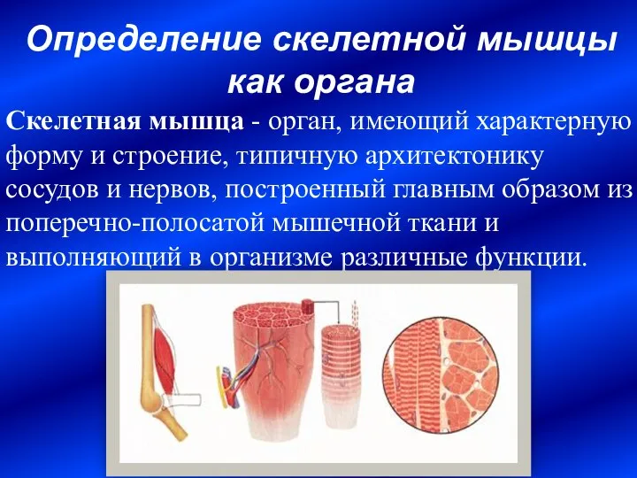 Определение скелетной мышцы как органа Скелетная мышца - орган, имеющий характерную